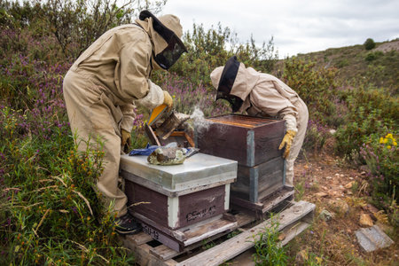 Two beekeepers in Spain working on a beehive wearing beekeeping suits and masks and using smoker in...
