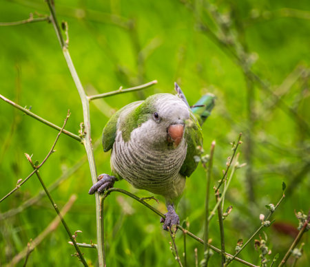 Portrait of a green Monk Parakeet perched on twigs with green grass in background in a park in Madrid, Spain. This species is rapidly spreading through the south of Europe from South America and causing ecological issues in many cities.の写真素材