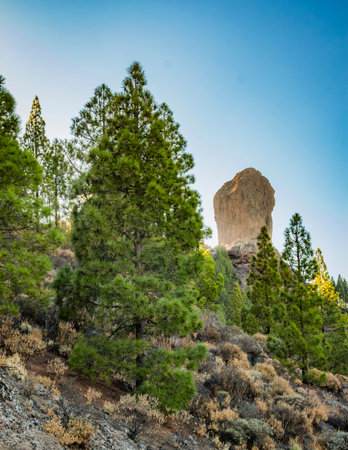 Vertical view of Roque Nublo in Gran Canaria, Spain. Framed by pine trees with blue sky. Canary Islandsの写真素材