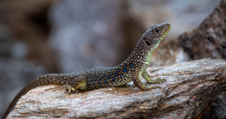 Side close up view of an Ocellated lizard, Timon Lepidus, with its characteristic blue dots, basking...