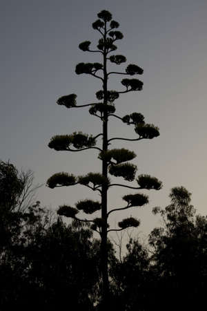 Piter flower on a sky blue Mediterraneanの写真素材
