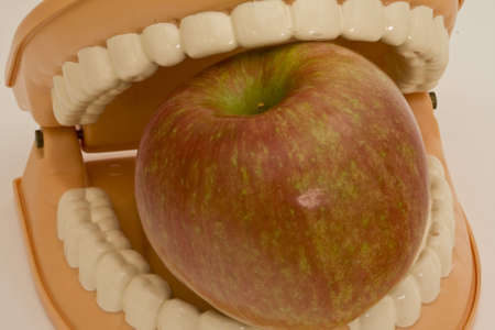 A biting teeth, a symbol of good oral healthの写真素材