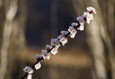 Branches of plum full of flowers in winter.