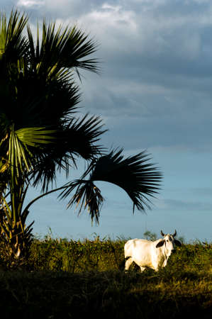 Cowの写真素材