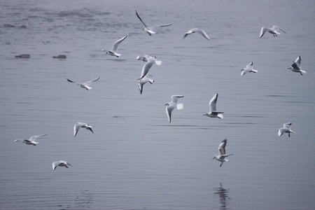 Flock of Seagulls by the Shore_01