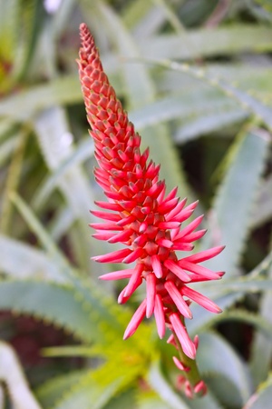 Red Tropical Flowerの写真素材