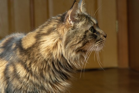 Beautiful fluffy Maine Coon cat sitting on the floor of the roomの写真素材