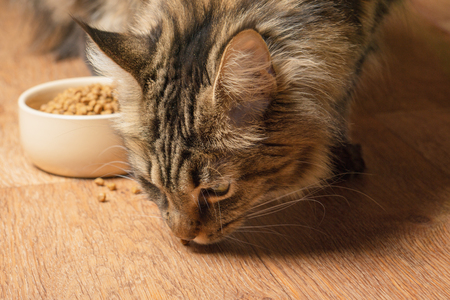 Beautiful maine coon cat sniffs spilled Food.の写真素材