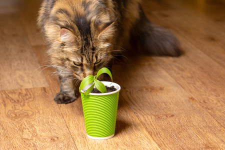 A beautiful Maine Coon cat sniffs a flower in a paper green glassの写真素材
