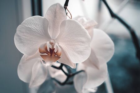 White orchid flower close-up. Beautiful orchid on the windowの写真素材