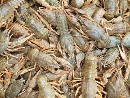 many live crawfish close-up, blank or textureの写真素材