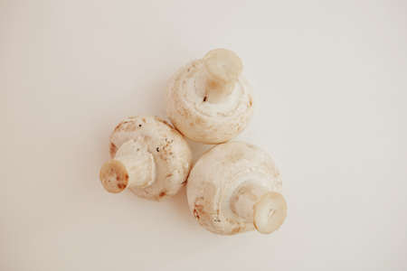 Mushroom の写真素材