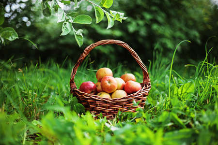 Apples in the basket.の写真素材