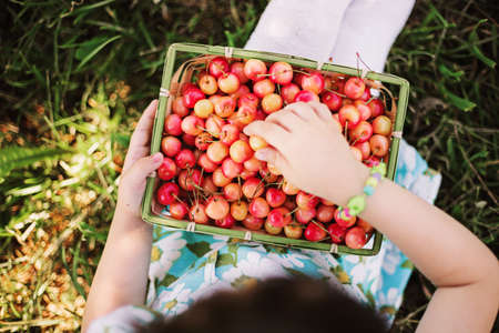 Young girl holding cherries in the basket.の写真素材