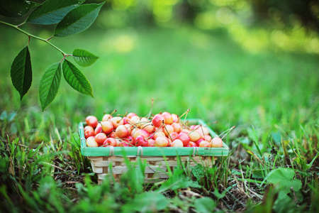 Cherries in the basketの写真素材