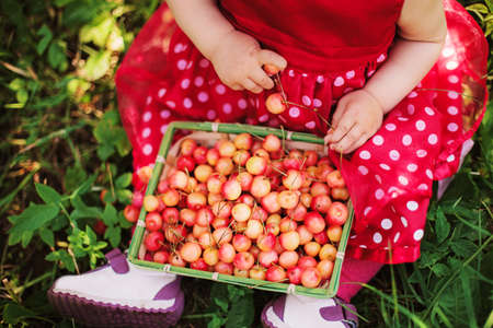 Young girl holding cherries in the basketの写真素材