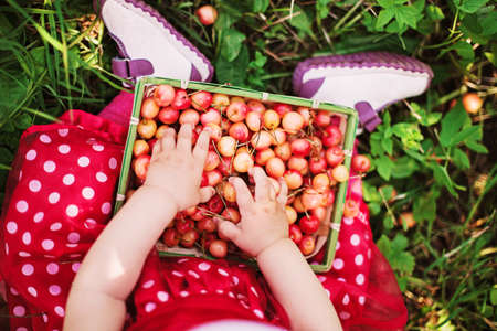 Young girl holding cherries in the basketの写真素材