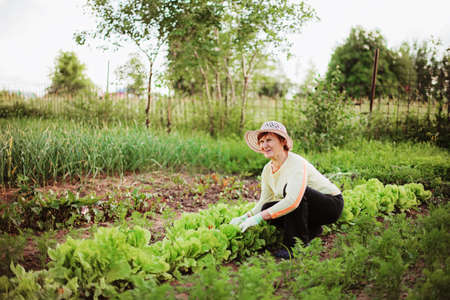 Gardener の写真素材
