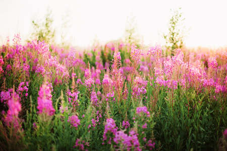 Flowers の写真素材