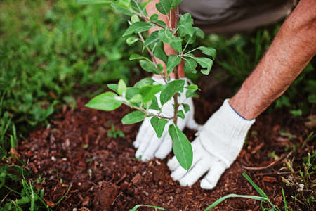 Gardener.の写真素材