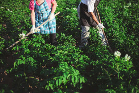 Gardener.の写真素材