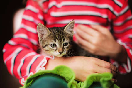 Kitten.の写真素材