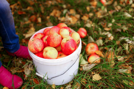 Harvest.の写真素材