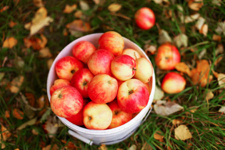 Harvest.の写真素材