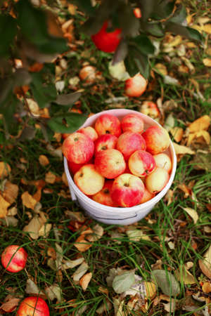 Harvest.の写真素材