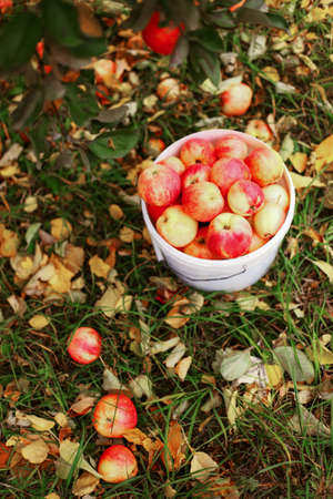 Harvest.の写真素材