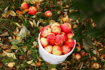 Harvest.の写真素材