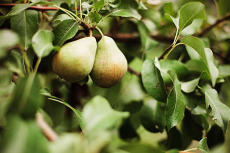 Pears.の写真素材