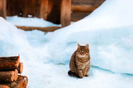 Cute cat on winterの写真素材