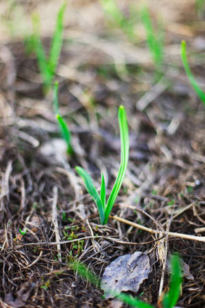 Garlic.の写真素材