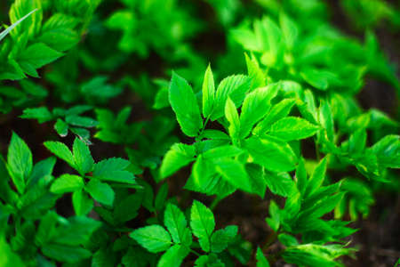 Plant.の写真素材