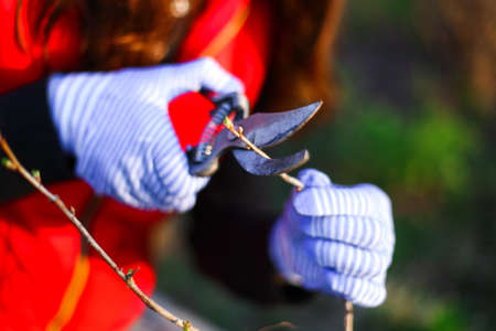 Gardening.の写真素材