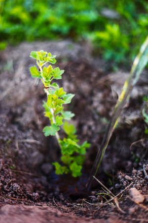 Gardening.