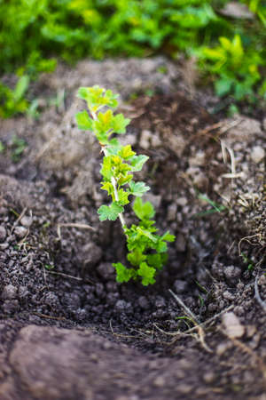 Gardening.の写真素材