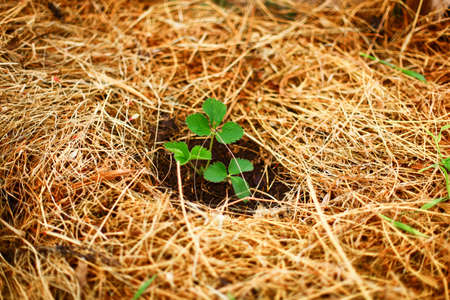 Strawberry.の写真素材