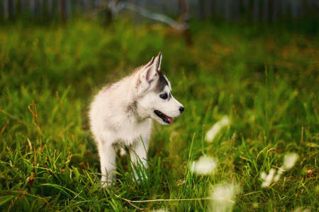 The dog.の写真素材