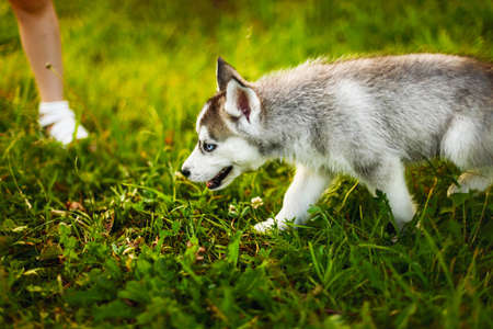 The dog.の写真素材