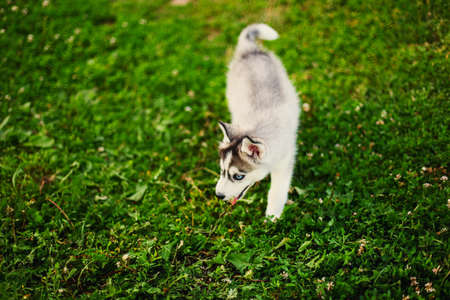 The dog.の写真素材