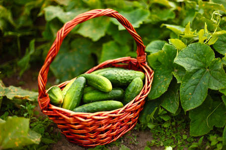 Cucumber.の写真素材