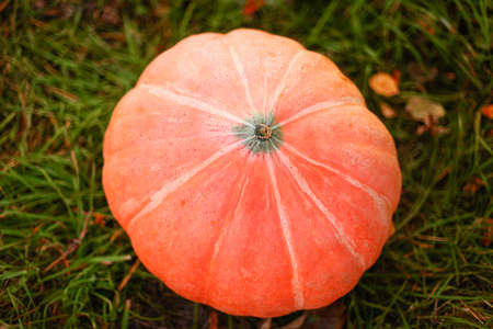 Pumpkin.の写真素材