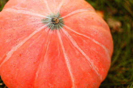 Pumpkins.の写真素材