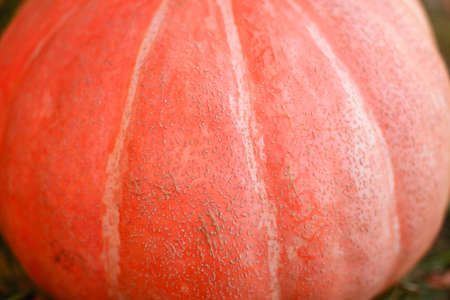 Pumpkins.の写真素材