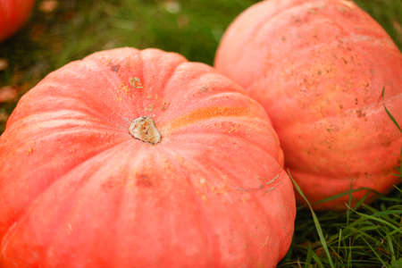 Pumpkins.の写真素材