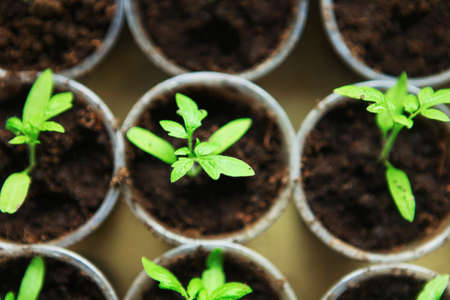 The Beautiful little seedlings in cups close up.の写真素材