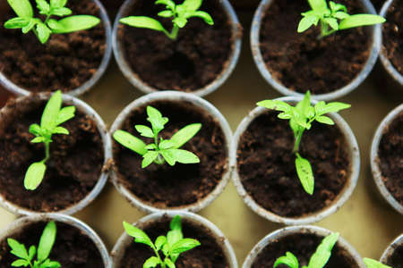The Beautiful little seedlings in cups close up.の写真素材