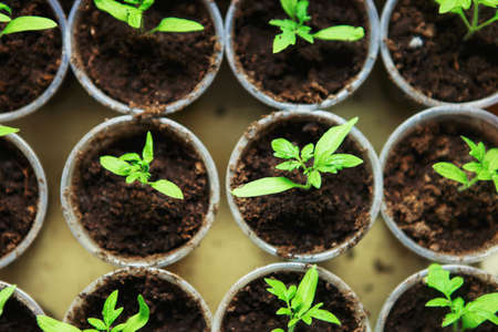 The Beautiful little seedlings in cups close up.の写真素材